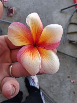 Jumbo Rare plumeria clipping