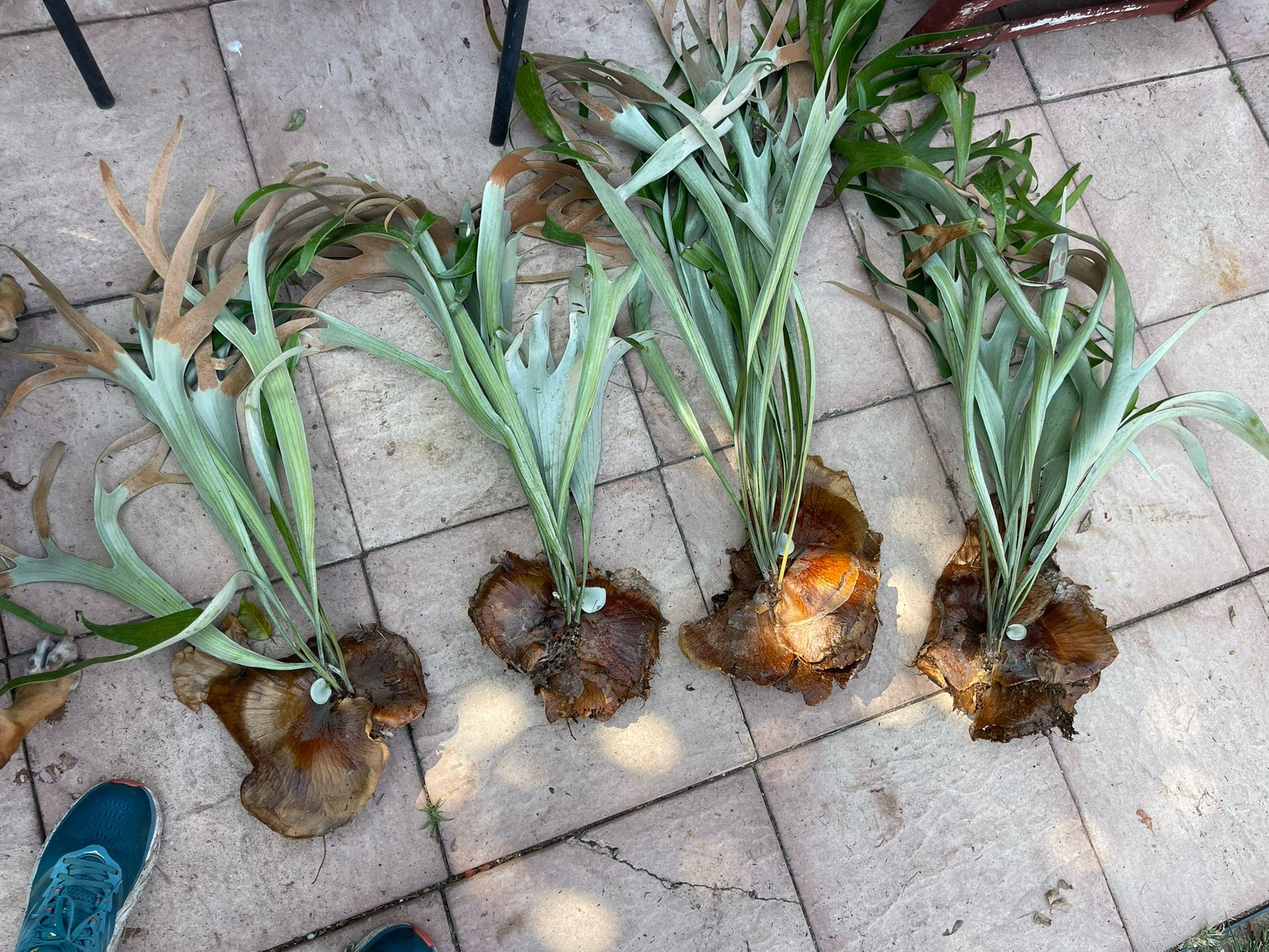 Unmounted Staghorn Pieces / Upcoming Workshop