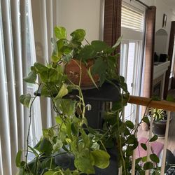 Multiple Plants With Stand