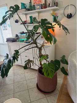 Monstera house plant