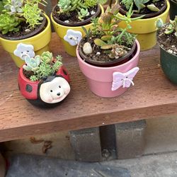 Succulents 