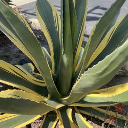 Agave Americana Variegata 4 Inch Pot 4-6 Inches Tall