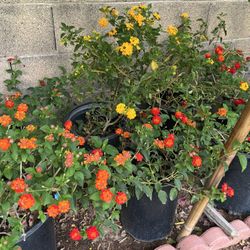 5 Gal Lantanas