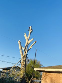 Tree Serviles