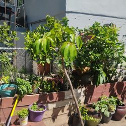 Umbrella Plant Almost 5 Ft Tall