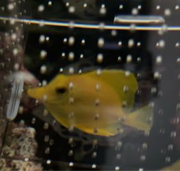Yellow Tang Decor