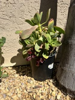 Large Thriving Succulents 