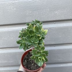 4” Aeonium Kiwi