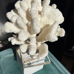Coral 