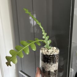 Fish Bone Cactus