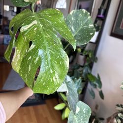 Monstera Thai Constellation 