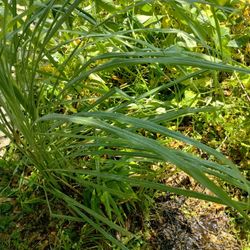 Lemon Grass Plant 