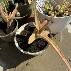 Aloe Vera Cacti 