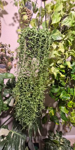 String of Bananas