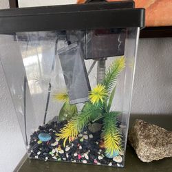 Beta fish Tank