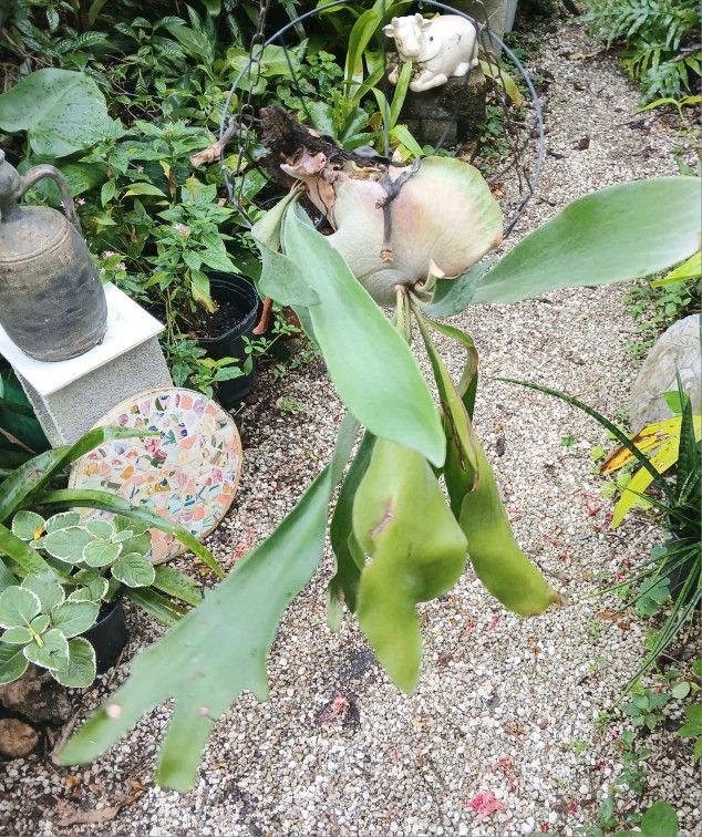 Large Staghorn In Wire Basket