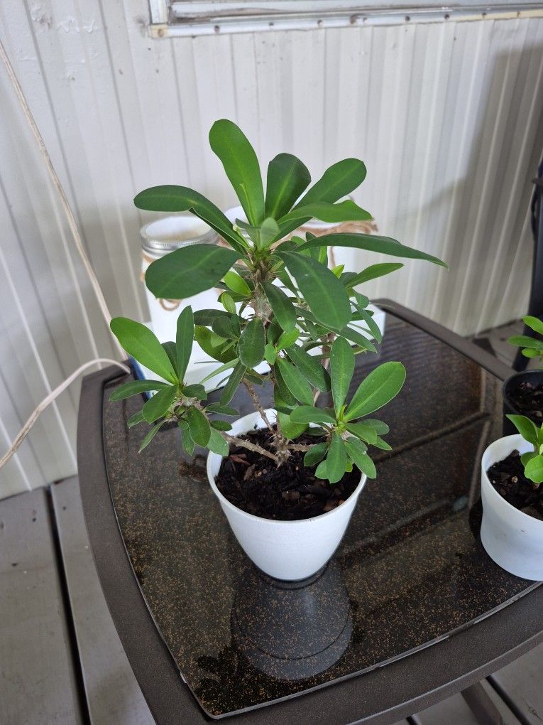 White Crown Of Thorn