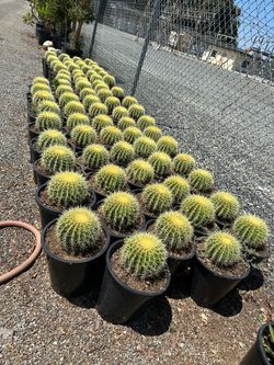 Golden barrel cactus