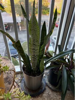 Large spider plant