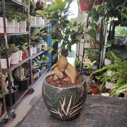 Ginseng Ficus Bonsai Tree 