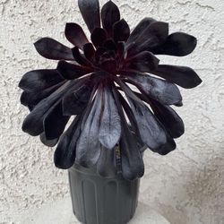 1 Gallon Pot Succulent Plant - Aeonium Arboreum Zwartkop - Black Rose - Rooted & Established - Drought Resistant -🪴