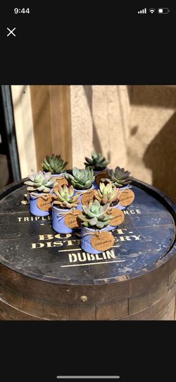 Teacher Appreciation Week Succlent Gifts