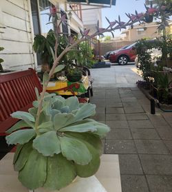 Echeveria “Blue Sky”