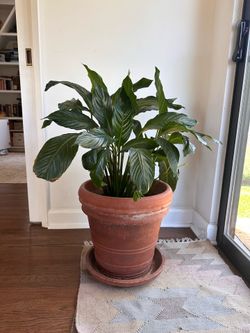 Peace Lily in Terracotta Pot