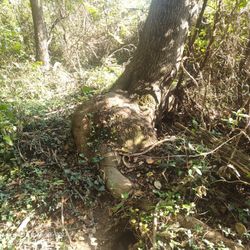 Tree Burl 
