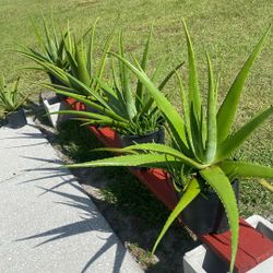 Aloe Vera Plants 