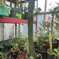 Cowboy Cactus 🌵 15 Inch 