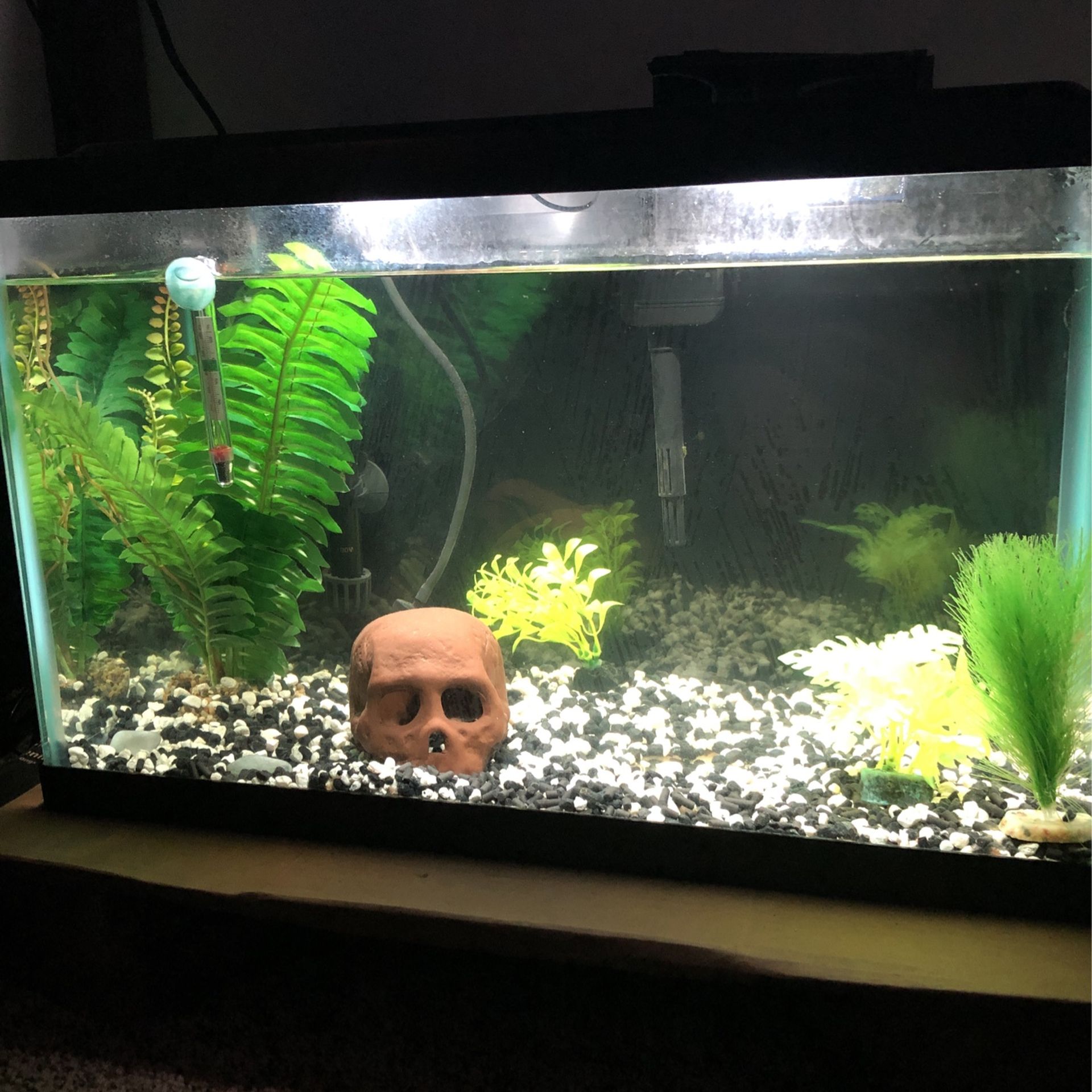 Fish Tank