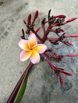 Cutting plumeria