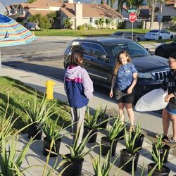 Aloe Plants 60-70% Off Retail Price Medium & Large Sizes