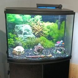 A Black 36 Gallon Fish Tank Plus Stand