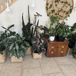 Plants For Sale