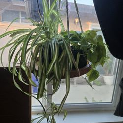 Plants 