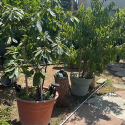 Aguacate 4pies Durasno Dulce Con Fruta $300 Los Dos 