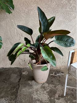 Potted Red Congo Philodendron, $25