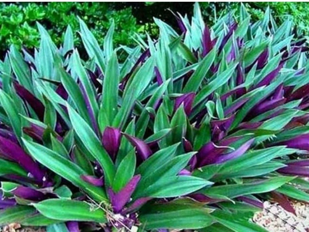 Oyster PLANTS