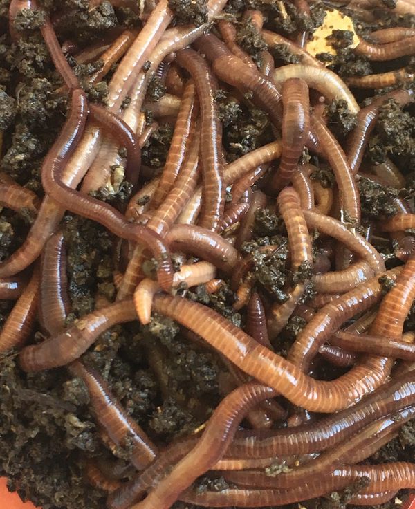 Red Wigglers Live Worms Available Smaller Or Bigger Amounts For Sale red-wigglers-live-worms-available-smaller-or-bigger-amounts-for-sale