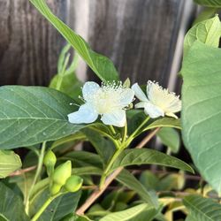 Guava Plant