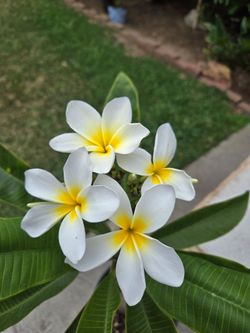 Hawaiian white flower plumeria tree