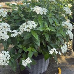 3 Gallons Pentas - White Year Round Flowers
