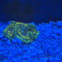 Neon GREEN Carpet Anenomie