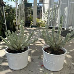 White Cactus In Ceramic Pot 