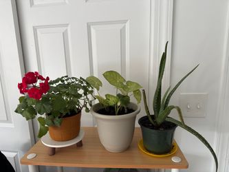 Aloe vera, syngonium, and pelargonium plants, $10 each or all 3 for $25