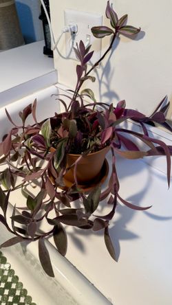 Tradescantia Zebrina Plant 