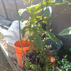 Arbol De Aguacate Con Planta De Chile Al Lado