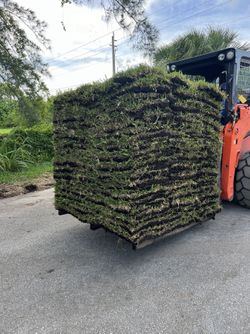 St Augustine Full And Half  Pallets Of Sod 